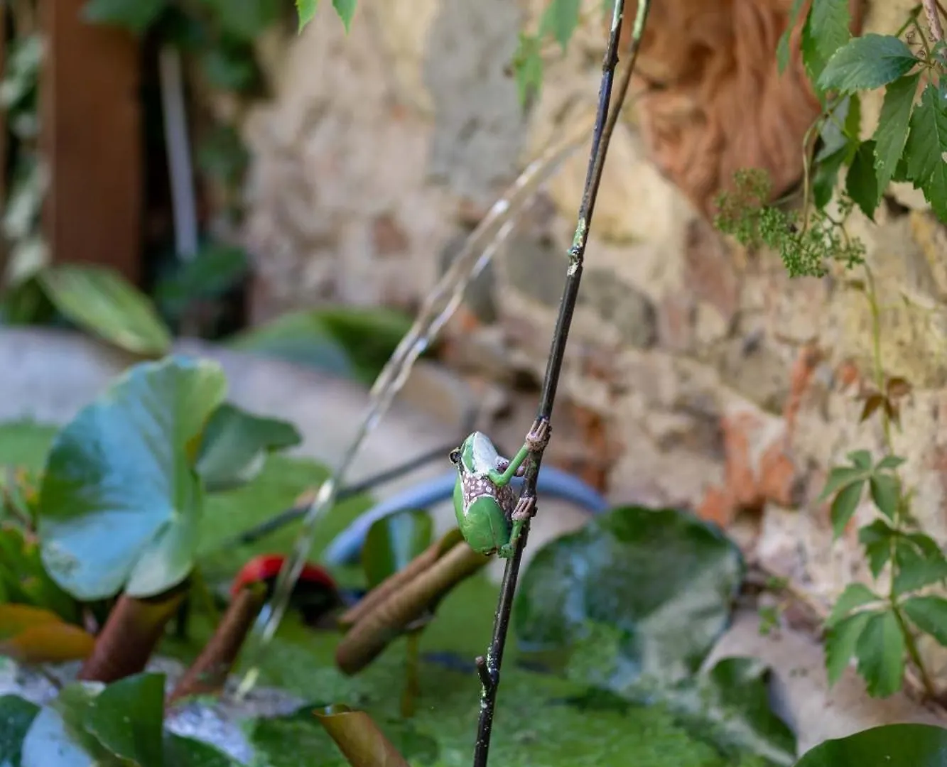 Secret Garden Firenze B&B 0*, Florence